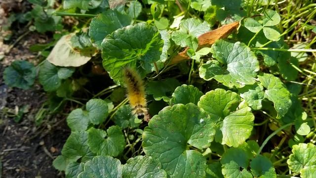 Tussock moth caterpillar, I think, 9/28/19. смотреть онлайн