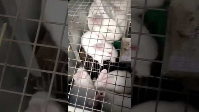 Белый Паннон! Бройлерный кролик. Пенза! 89914609588 смотреть онлайн