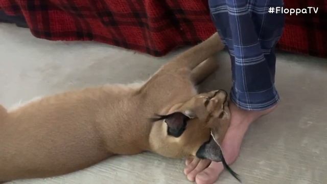 Jane is a Sweet Floppa : Caracal смотреть онлайн