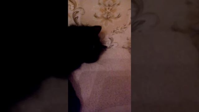 Мой кот смотреть онлайн