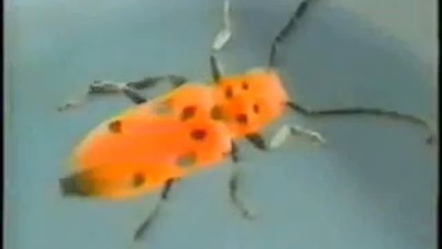 Galavanting with George-bugs and beetles and beatles смотреть онлайн