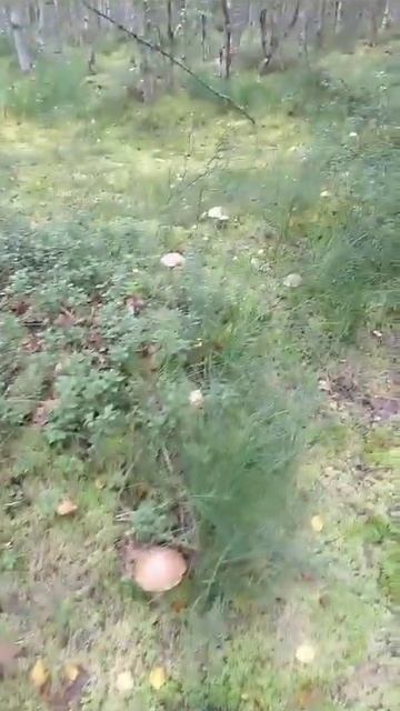 Грибы под Питером смотреть онлайн