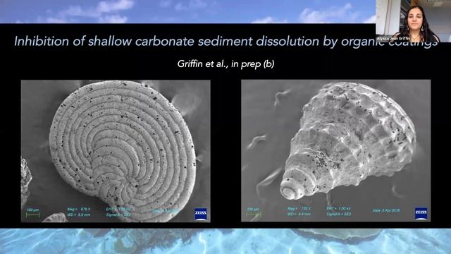 Bodega Marine Laboratory Seminar Series: Dr. Alyssa Griffin смотреть онлайн