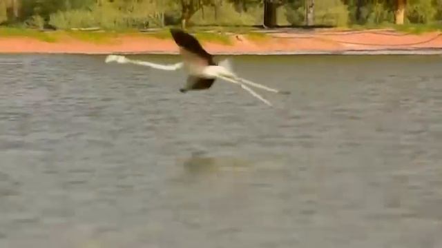 A Flamingo bird take off смотреть онлайн