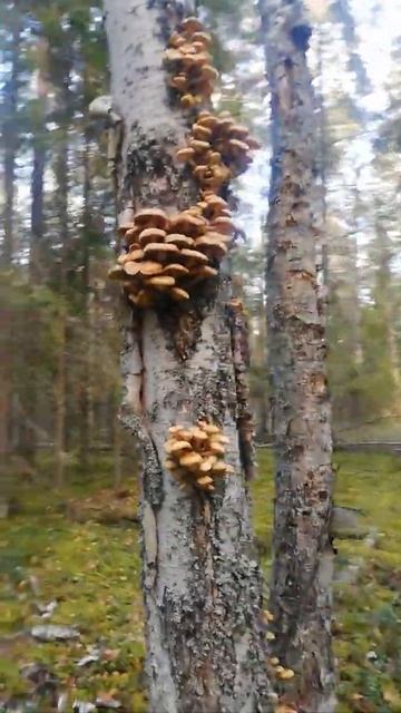 Опята... Крутая берёзка!