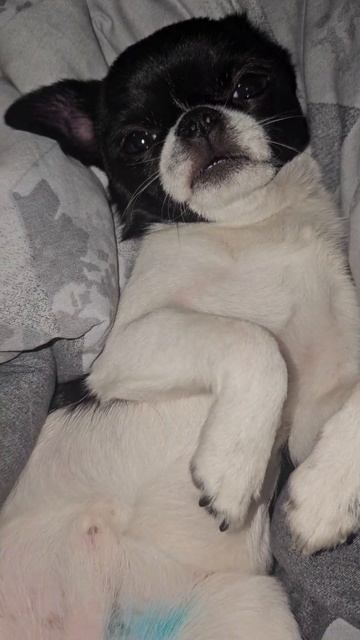 Кайфули #зевс #cute #игры #pets #джессика #funny #puppy #кайфули #cute #animals #doglover смотреть онлайн