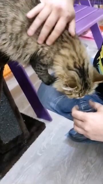 ЧЕРНЫЙ ПЕРСИДСКИЙ КОТ смотреть онлайн