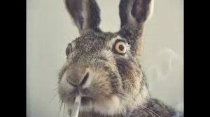 ЗВУКИ ЖИВОТНЫХ АФРИКИ