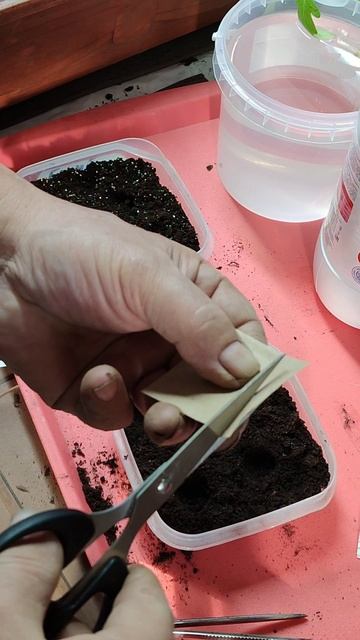 томаты Ред Ривер F1 высаживаем семенами в феврале.