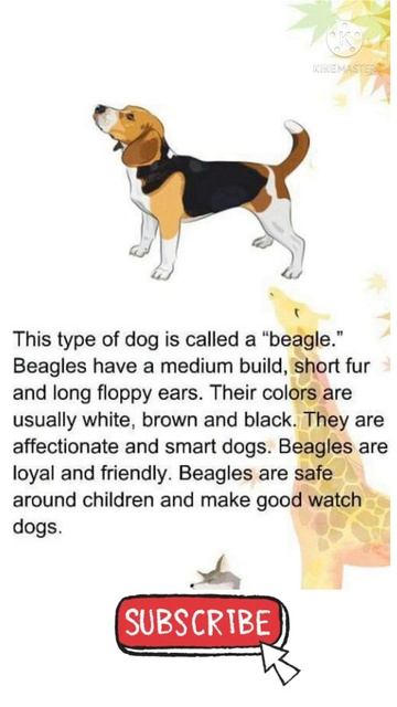 #shorts English Reading Practice || Read English || Beagle Dog смотреть онлайн