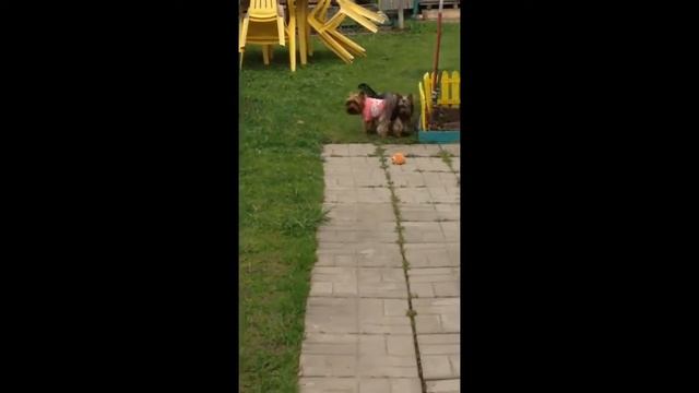 На даче смотреть онлайн