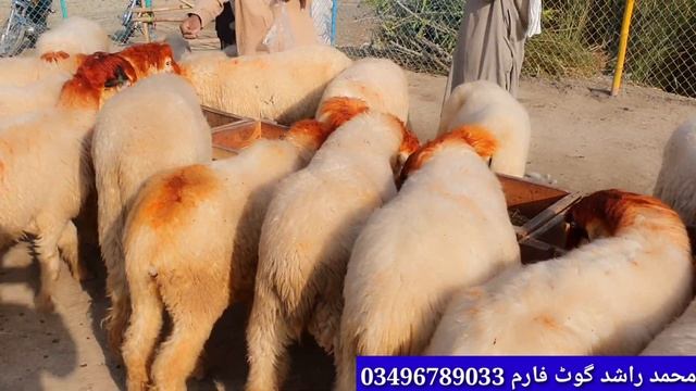 Lion TryTo Steal NewbornBuffalo After Mother BuffaloGiving BirthAnimals Protect Fail goat farming смотреть онлайн