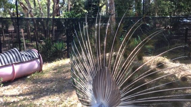 Peacock Poses For Camera смотреть онлайн