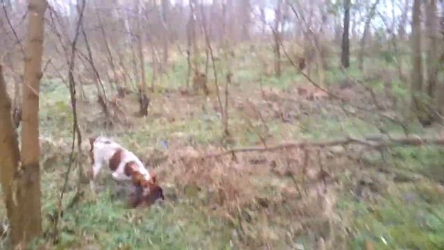 Aport Fazana 2 - AKSA, 与西班牙布列塔尼, 掠过野鸡 смотреть онлайн