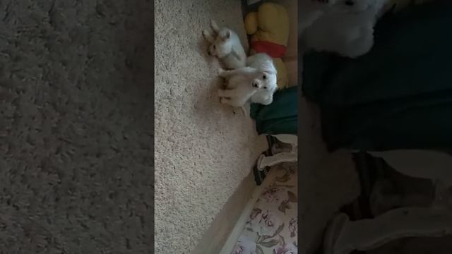 Пуховые мальчики. Могилев смотреть онлайн