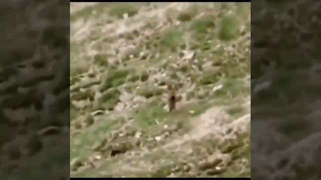 The strongest attack of the golden eagle on the wolf смотреть онлайн