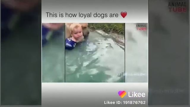Собака лучший друг, цените собак! смотреть онлайн