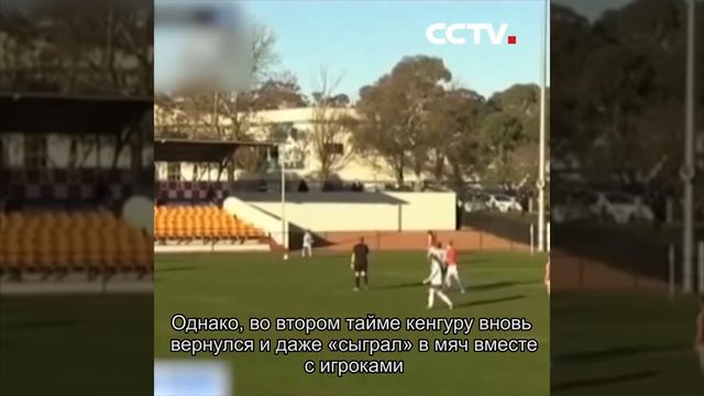 В Австралии кенгуру выбежал на поле и «сыграл» в футбол|CCTV Русский смотреть онлайн