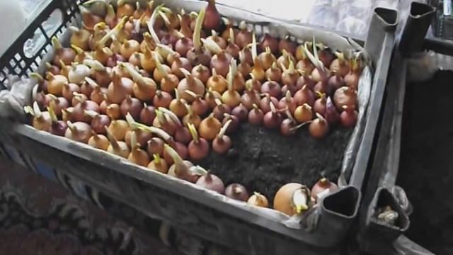 Выращивание лука на зелень в комнате