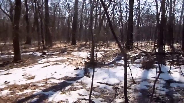 Почти весна) Копаем в лесу. Almost spring) Digging in the woods. смотреть онлайн