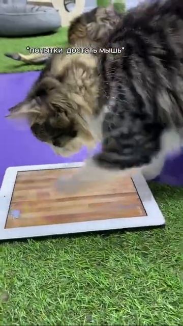 Игроманы / СМЕШНЫЕ КОШКИ 2022 / ЛУЧШИЕ ПРИКОЛЫ С КОТАМИ смотреть онлайн