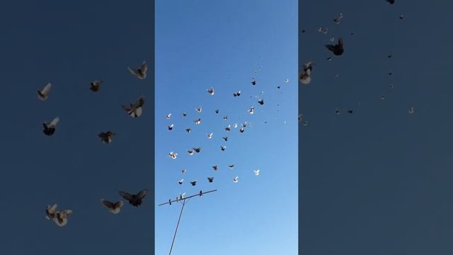 Голуби смотреть онлайн