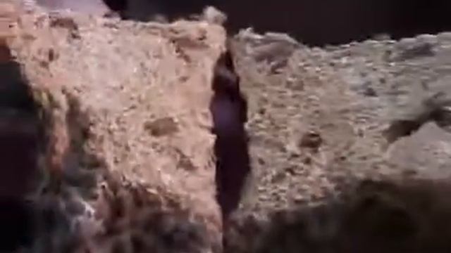 Рейши Биолит