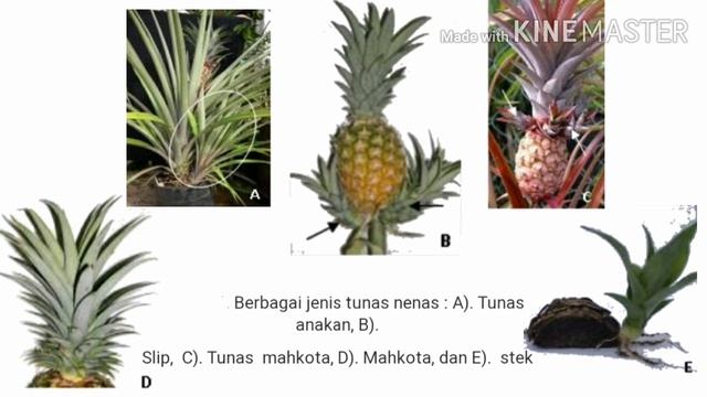 Tema : Tanaman Sub Tema : Buah nanas ( BDR Kel. A / Seruni ) Selasa, 23 - 02 - 2021 смотреть онлайн