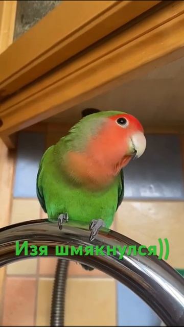 Изя шмяк смотреть онлайн