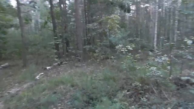 Едим за грибами в лес, в середине Лета! смотреть онлайн