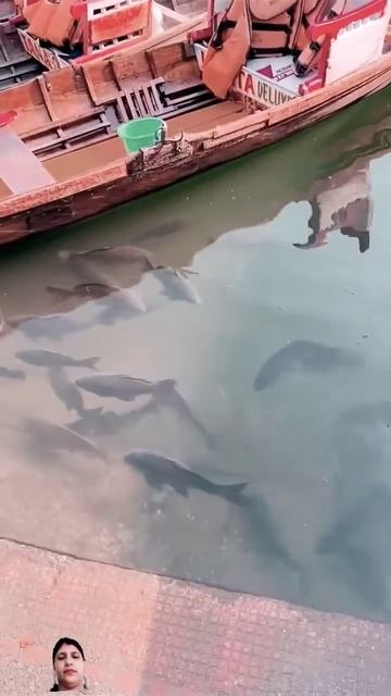fish смотреть онлайн