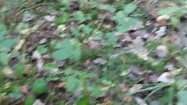 Красные грибы подосиновики смотреть онлайн