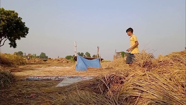 Anaconda snake in real life village video. Anaconda snake. saamp video.snake video #snake #anaconda смотреть онлайн