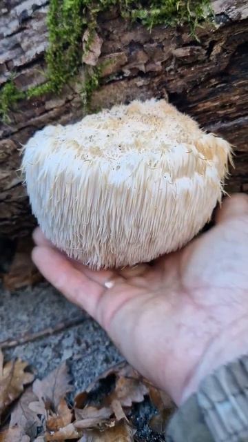 Ежовик Гребенчатый необычный и редкий гриб. Lion’s Mane #осенниегрибы #грибы #тихаяохота #Lion’sMan