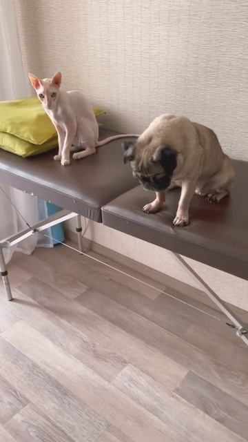 Милахи, сидят ждут 😂 #мопс #псы #мопсики #сфинкс #питомцы смотреть онлайн