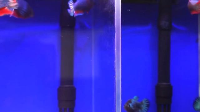 Рыбка петушок самки #bettafish #betta #aquariumfish #петушок #аквариумныерыбки #рыбка