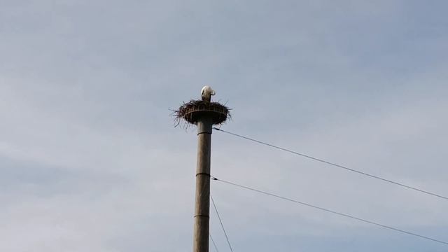 Аист вернулся смотреть онлайн