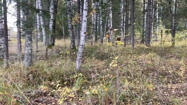 В лес за грибами! 25.09.21