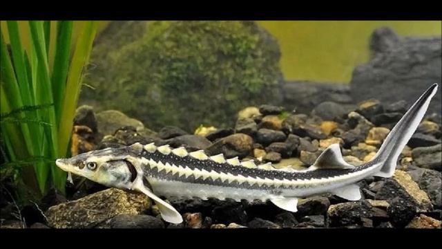 Осетр/Александр Кулев смотреть онлайн