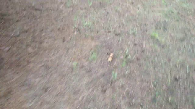 Массовый сбор грибов.