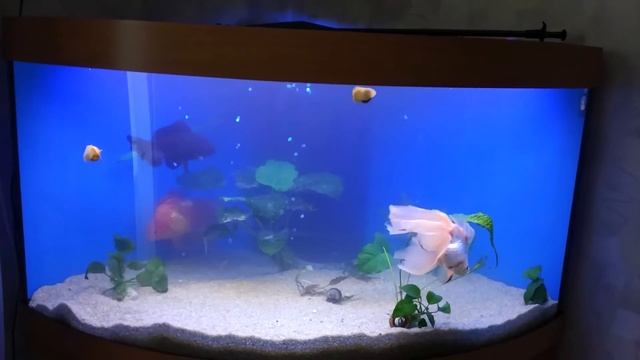 Рыбки после переезда смотреть онлайн