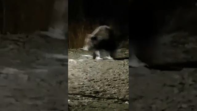 Медведь пришел к вахтовикам смотреть онлайн