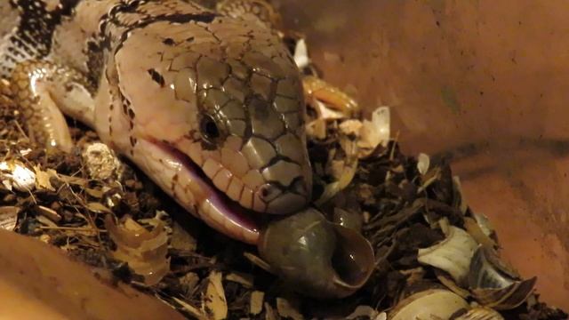 Lagarto-de-língua-rosa (Hemisphaeriodon gerrardii) a comer um caracol degolado (Rumina decollata) смотреть онлайн