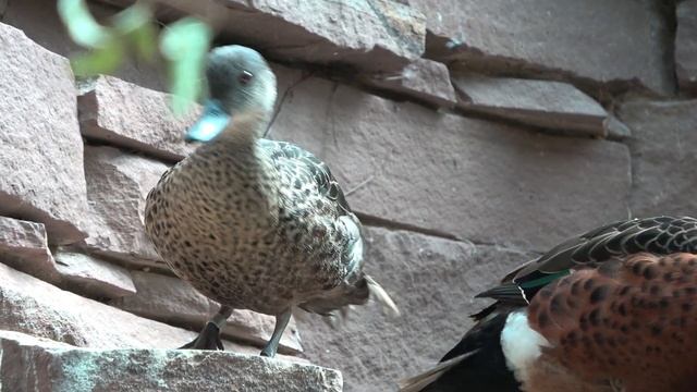 Chestnut Teals смотреть онлайн