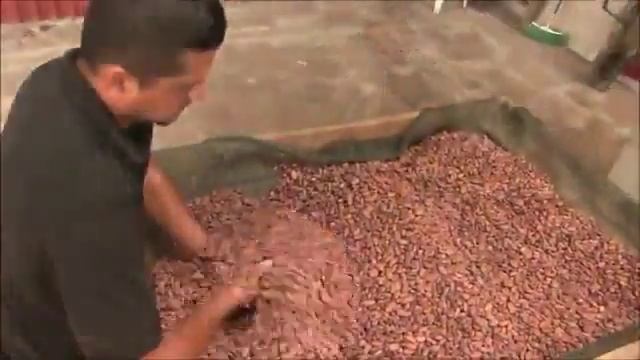 Nahua chocolate & coffee смотреть онлайн