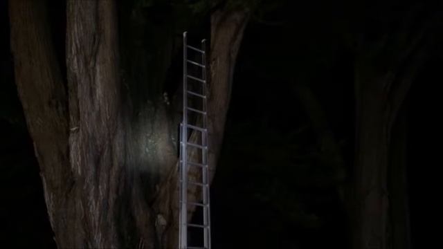 Huia Fire Brigade cat rescue from tree June 2016 смотреть онлайн