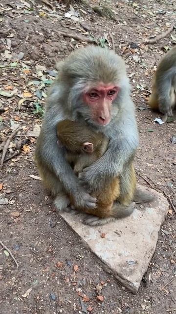 I saw the monkey mother who loved her children yesterday again, monkey смотреть онлайн