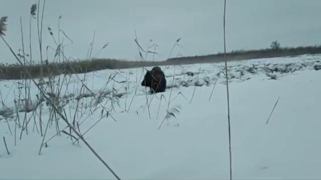 Кабан на расстояние вытянутой руки 📹 смотреть онлайн