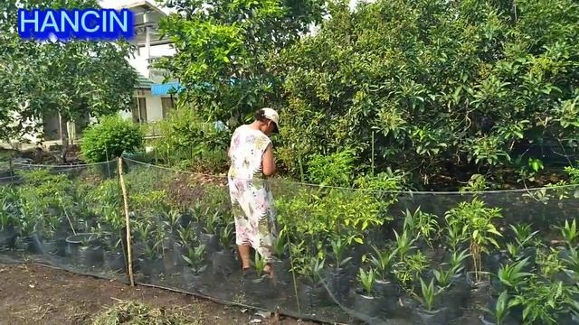 PEMANFAATAN LAHAN PEKARANGAN & JALAN UNTUK MENAMBAH PENGHASILAN@hancin8221