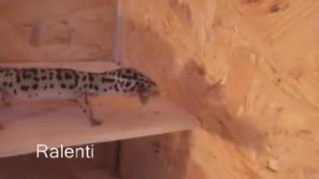 Eublepharis Macularius Contre Criquet смотреть онлайн